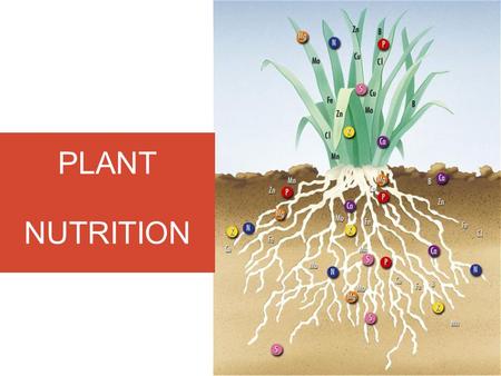 PLANT NUTRITION. Macro Elements in Plants In addition to large amount of carbon(C), hydrogen(H) and oxygen(O)needed for manufacture of carbohydrate during.