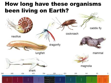 545 490 434 410 354 298 251 205 141 65 2 How long have these organisms been living on Earth? cockroach nautilus magnolia dragonfly caddis fly shark lungfishmammal.