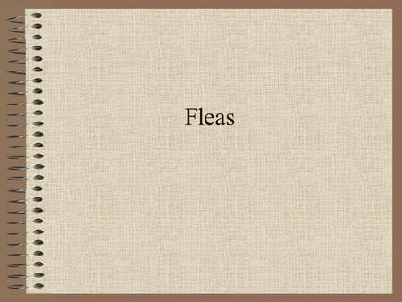 Fleas. Insects as Weapons or Bug Bombs What are the possibilities? Insects that sting Insects that carry disease Insects that bite/suck Insects that.