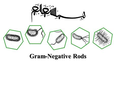 Gram-Negative Rods.