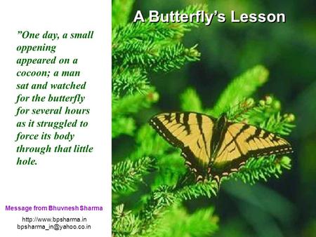 A Butterfly’s Lesson ”One day, a small oppening appeared on a cocoon; a man sat and watched for the butterfly for several hours as it struggled to force.