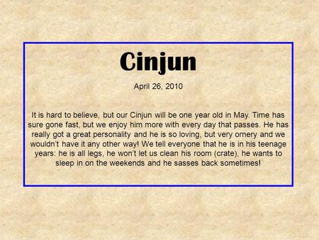 Cinjun April 26, 2010 It is hard to believe, but our Cinjun will be one year old in May. Time has sure gone fast, but we enjoy him more with every day.