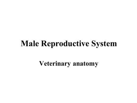 Male Reproductive System