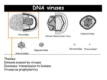 Themes: Immune evasion by viruses Zoonoses: transmission to humans