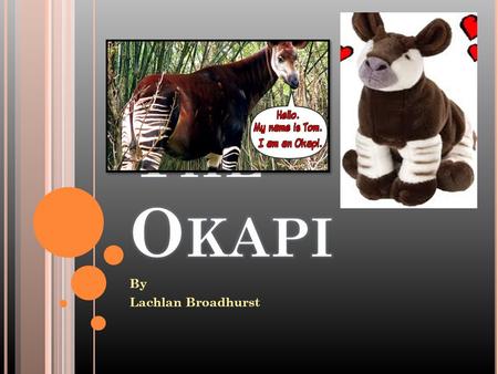 By Lachlan Broadhurst Question 1 W HAT IS THE O KAPI ?