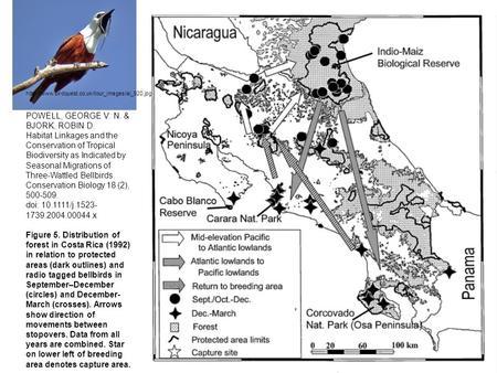 POWELL, GEORGE V. N. & BJORK, ROBIN D. Habitat Linkages and the Conservation of Tropical Biodiversity as Indicated by Seasonal Migrations of Three-Wattled.