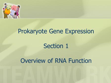 Prokaryote Gene Expression Section 1 Overview of RNA Function