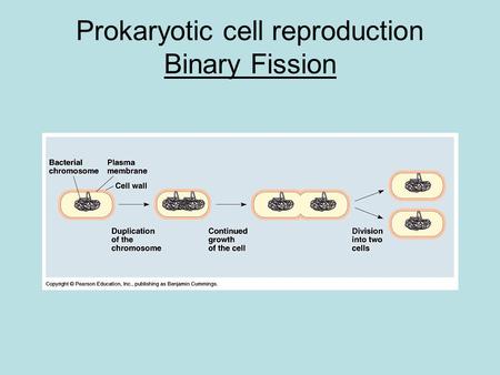 Prokaryotic cell reproduction Binary Fission