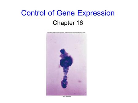 Control of Gene Expression