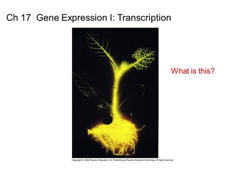 Ch 17 Gene Expression I: Transcription