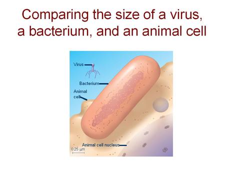 2 Bacterial Genetic Recombination What is the main source of genetic recombination in bacteria? Mutations What are the other sources of recombination?