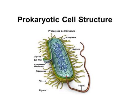 Prokaryotic Cell Structure. Bacteria – shape and size Bacteria are believed to be the first cell to evolve – have no clear membrane bound nucleus or organelles.