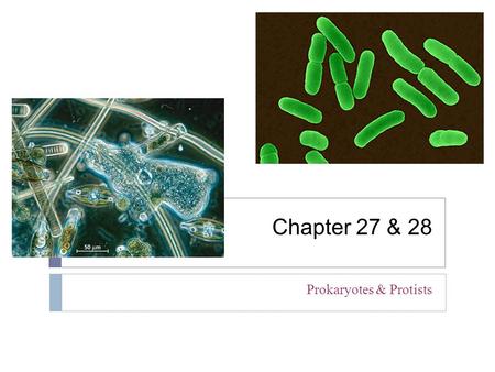 Prokaryotes & Protists