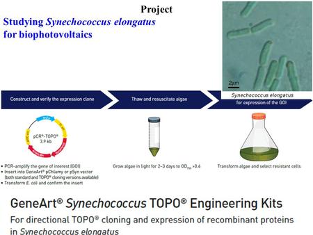 Project Studying Synechococcus elongatus for biophotovoltaics.