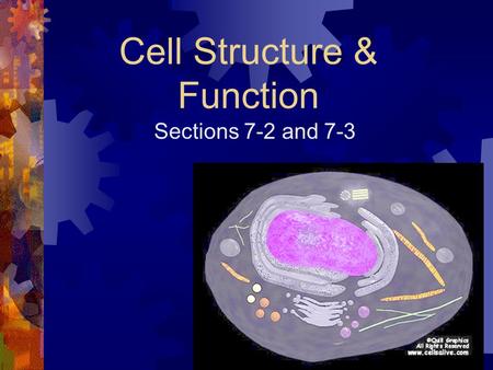 Cell Structure & Function