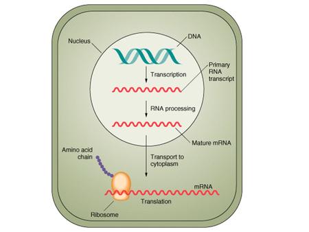 Genomics: READING genome sequences ASSEMBLY of the sequence ANNOTATION of the sequence carry out dideoxy sequencing connect seqs. to make whole chromosomes.