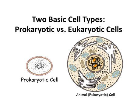 Two Basic Cell Types: Prokaryotic vs. Eukaryotic Cells