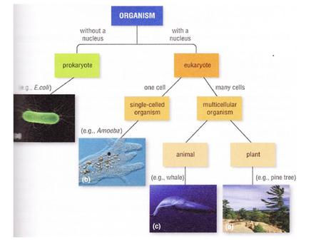 Prokaryotic Cells Vs. Eukaryotic Cells What’s the difference between prokaryotes and eukaryotes? Prokaryotic cells were here first and for billions.