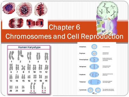 Chapter 6 Chromosomes and Cell Reproduction