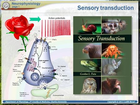 Department of Physiology, 2 nd Faculty of Medicine, Charles University Copyright © 2011 Luděk Nerad Sensory transduction Neurophysiology page 1.