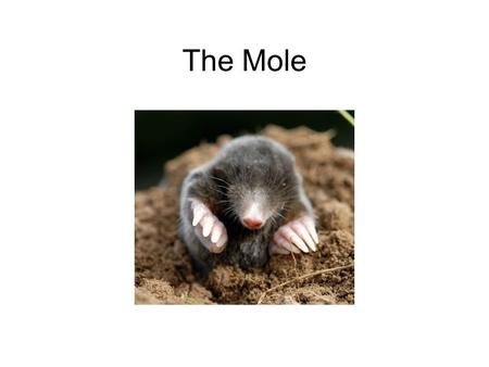 The Mole.