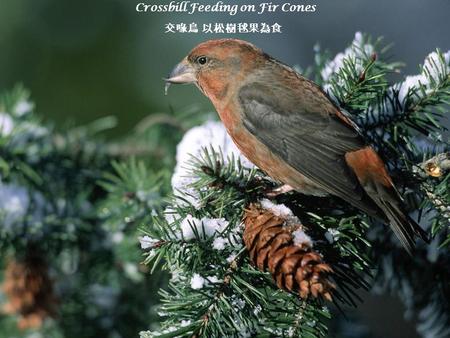 Crossbill Feeding on Fir Cones 交喙鳥 以松樹毬果為食. Chasing a Snack, Red Fox 追趕一份快餐 的 紅狐狸.