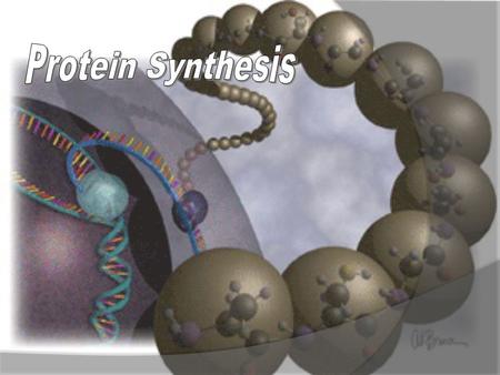 Protein Synthesis.