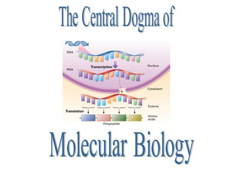 Describes the flow of genetic information from DNA to RNA to Proteins DNA Replication Transcription Translation.