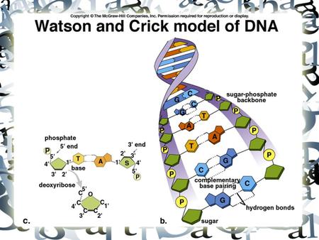 DNA: Structure and Function. The DNA Revolution 1940s-1960s Griffith & Avery—DNA transformed pneumococcus bacteria. Encouraged the study of prokaryotic.