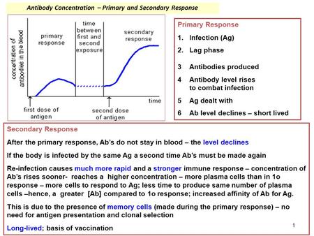 1 Antibody Concentration – Primary and Secondary Response Primary Response 1.Infection (Ag) 2.Lag phase 3Antibodies produced 4Antibody level rises to combat.