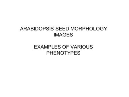 ARABIDOPSIS SEED MORPHOLOGY IMAGES EXAMPLES OF VARIOUS PHENOTYPES.