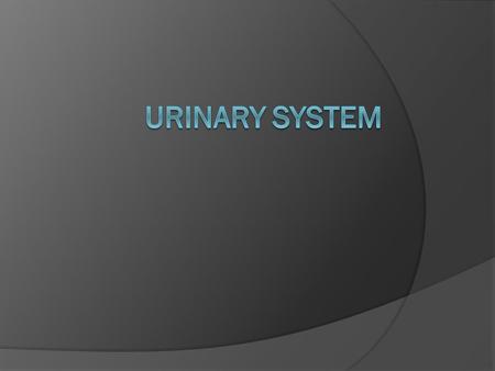 Urinary System.