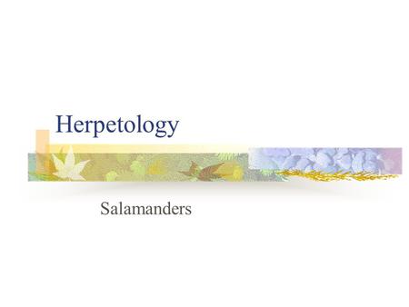 Herpetology Salamanders.  Kingdom: Animalia  Phylum: Chordata  Subphylum: Vertebrata  Class: Amphibia  Order: Caudata  Family:  Genus:  Specific: