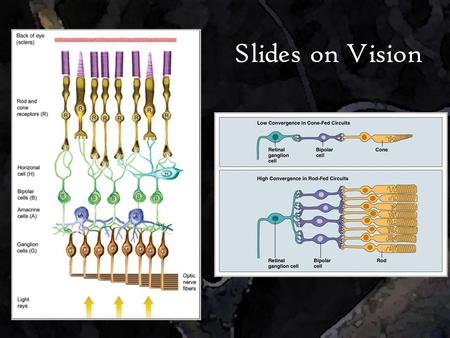 Slides on Vision. Blue / Yellow Bipolar Cell Green / Red Bipolar Cell + − + − +−−+ −/+ Opponent – Process Theory Blue Green Red Yellow.