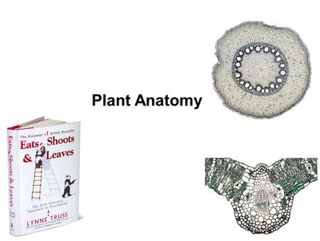 Plant Anatomy.