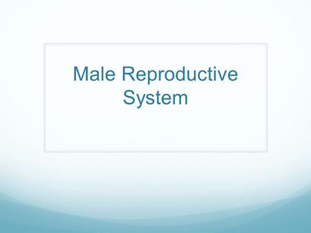 Male Reproductive System