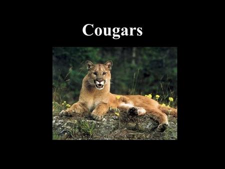 Cougars. Cougar : a female mammal of the homo sapient family, 35+ years old, found throughout most populated areas. A capable stalk-and-ambush predator,