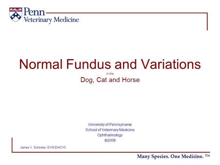 Normal Fundus and Variations in the Dog, Cat and Horse