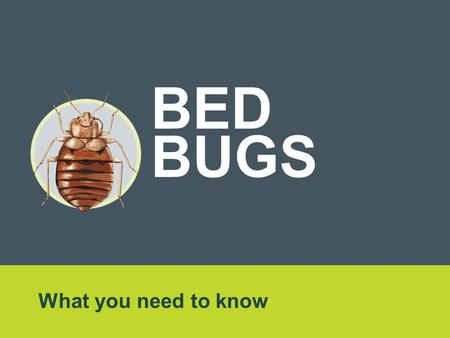 What you need to know BED BUGS. Overview Reports of bed bugs in Ontario and across Canada are on the rise. It’s important to know the facts. Anyone, anywhere.