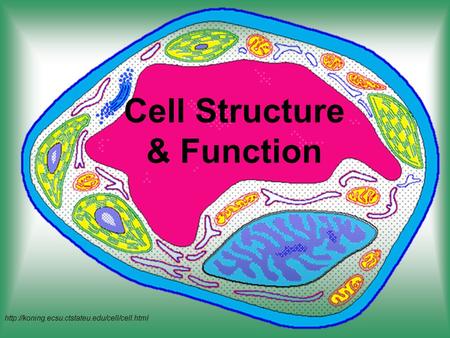 Cell Structure & Function