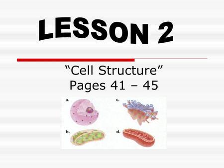 “Cell Structure” Pages 41 – 45