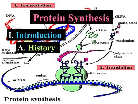 I. Introduction Protein Synthesis A. A. History. a. A. Fourcroy – recognized protein as a class of biological molecules b. J. Mulder – Identified proteins.