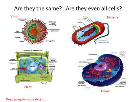 Are they the same? Are they even all cells? Virus Animal Plant Bacteria Keep going for more detail......