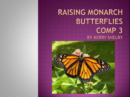 Focus Question 1: What is a Butterfly’s Life Cycle? Key Vocabulary Life cycleChrysalisButterflyMonarch EggsCaterpillarDampMigration.