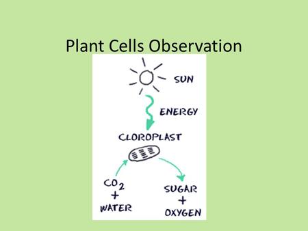 Plant Cells Observation