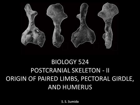 POSTCRANIAL SKELETON - II