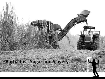 Barbados: Sugar and Slavery Photographer: Neville O. Badenock Copyright holder: Ibo Inc. 2006.