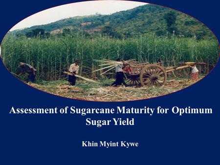 Assessment of Sugarcane Maturity for Optimum Sugar Yield Khin Myint Kywe.