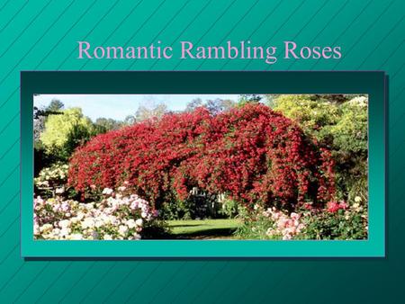 Romantic Rambling Roses. presentation created by Jolene Adams This Program Services Committee.