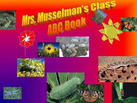 This ABC book was created by Mrs. Musselman’s 2004/2005 third grade class. The students observed the living organisms in the Rice School habitat. They.